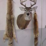 Canadian Whitetail Deer and pelts