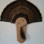 Turkey Tail Fan and  Beard on Board